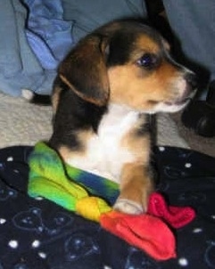 Bailey the Crested Beagle puppy is laying on a blanket and looking to the right with her paw on a colorful sock that has a knot tied in it