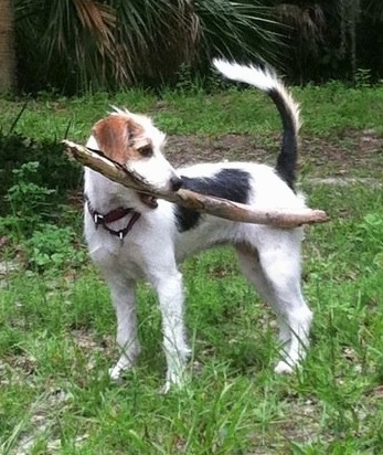Kenya the Crested Beagle is standing outside in grass and looking back with a large stick in her mouth