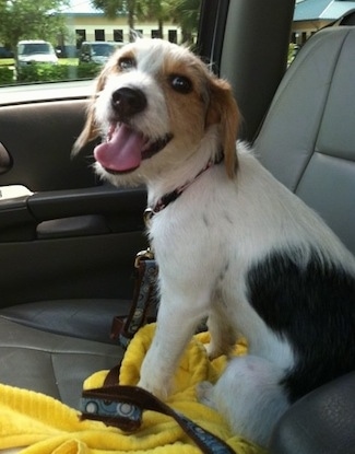 Kenya the Crested Beagle is sitting in the passenger side of a car on a yellow blanket and looking at the camera holder
