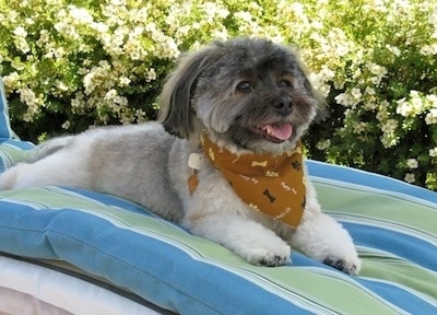 Buddy of Mine the dog is laying outside on a beach chair. He is wearing a brown bandana with dog bones all over it and there is a bush with white flowers behind him