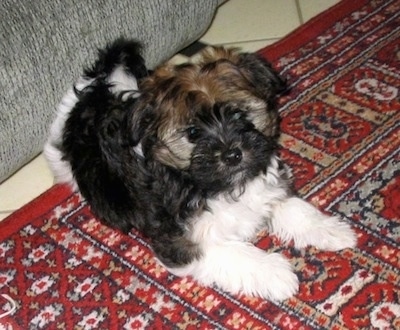 Buddy of Mine as a puppy laying on a red throw rug with a couch behind him