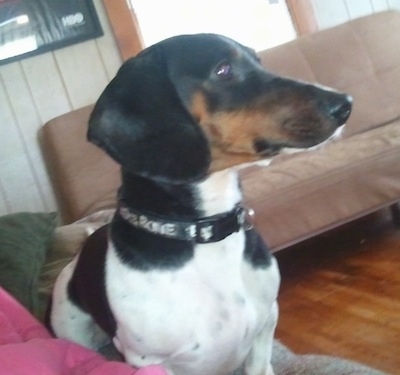 Trubo the black, tan and white Dachshund is sitting on a couch next to a person