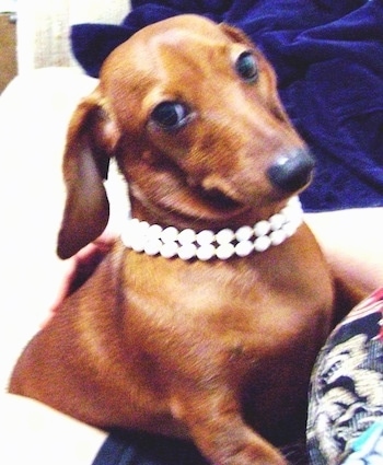 Dog, Dachshund with Dark Tan Eyebrows and Muzzle, Dark Bluish Gray