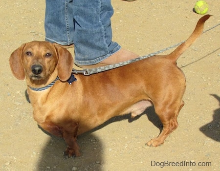 Willow the tan Dachshund is standing in dirt. There is a person and a tennis ball behind it