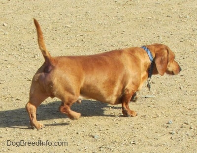 Willow the tan Dachshund is walking across a dirt ground while wearing a blue collar. His tail is up.