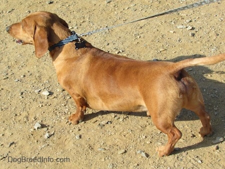 Willow the tan Dachshund is standing outside in dirt pulling forward on a leash in mid bark