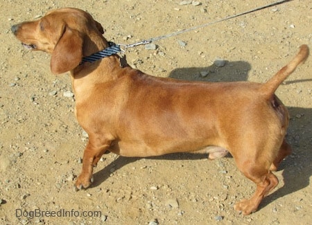 Willow the tan Dachshund is outside and trying to pull the person holding his leash