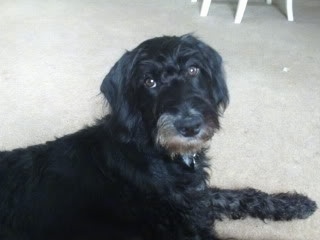 Duke the black and gray Dalmadoodle is laying on a floor with a little white table behind him