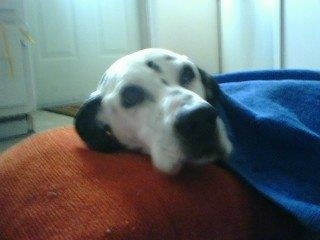 Perdita the Dalmatian is laying on a red pillow and there is a blue blanket covering her