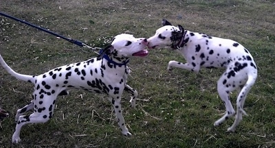 Action shot - Two Dalmatians in mid play out in the grass. One is on a leash and one is not.