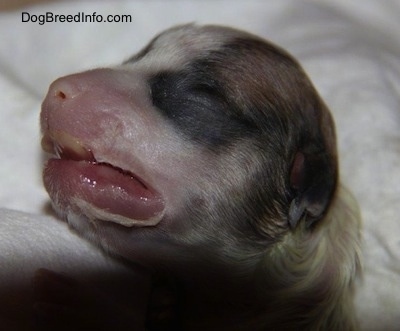 Close Up - photo of dead puppy
