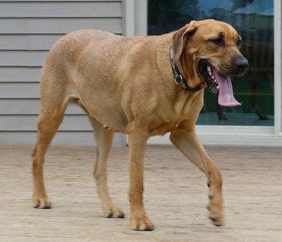 Honor the Danish Broholmer is walking across a porch with a house behind him. His tongue is hanging out.