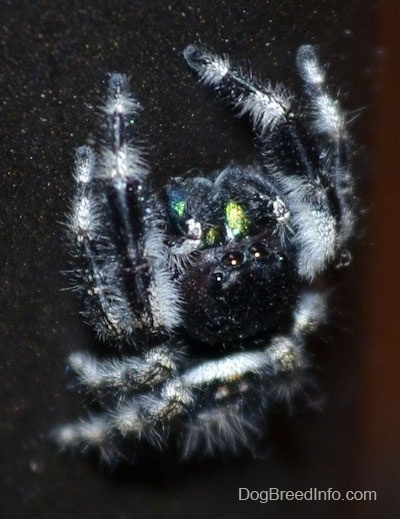 Close Up - Daring Jumping Spider