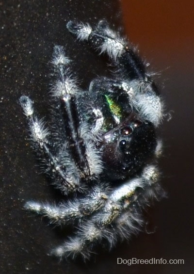 Daring Jumping Spider crawling up a chair leg