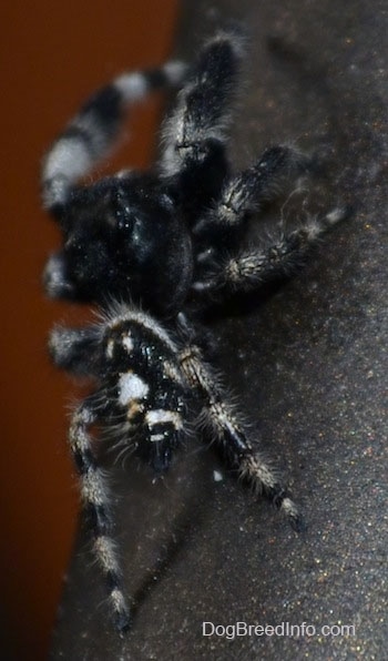Close up - Daring Jumping Spider crawling up a chair leg