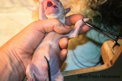 Puppy getting its dewclaw removed correctly