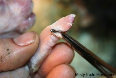 Close Up - Dewclaw being removed correctly