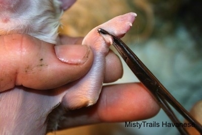 Close Up - Dewclaw being removed correctly inside paw