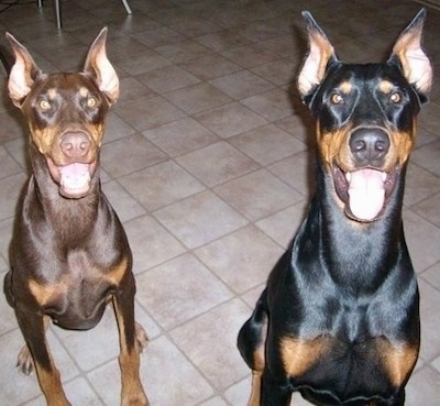 Alexander the black and tan and Ember the red and tan Doberman dogs are sitting on a tiled floor. There mouths are open and it looks like they both are smiling