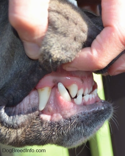 Close Up - A person exposing the slight underbite of a dog by pulling up their upper lips