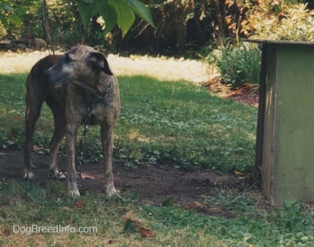 A dog is standing under a tree and it is wearing a big chain and looking to the left