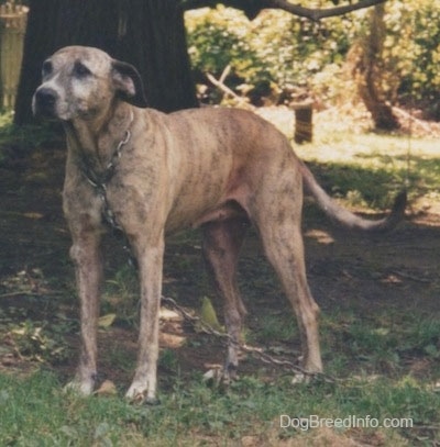 A dog is standing in front of a tree and it is wearing a big chain