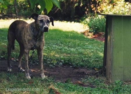 A dog is standing under a tree and it is wearing a big chain which is attached to a green doghouse