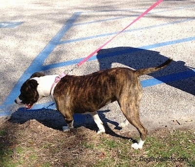 Dog being walked in a parking lot pulling its owner