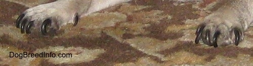 Close up - A dog is laying on a carpet and its front paws are out. Its nails are too long and they are curling around towards the dog's paws.