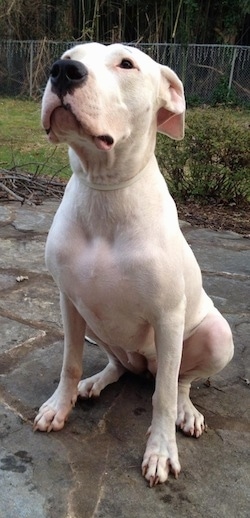 Saley the Dogo Argentino is sitting on a stone porch and looking up.