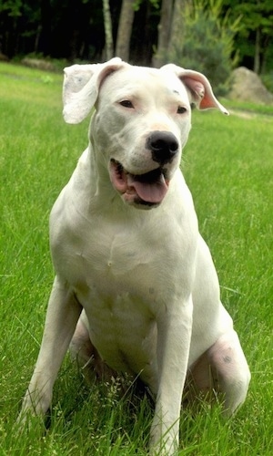 Saley the Dogo Argentino is sitting in a field with trees and a large rock behind it.