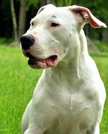 Close Up - Saley the white Dogo Argentino is sitting in a field and looking to the left. Saleys mouth is open a little bit