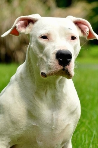 Close Up upper body shot - Saley the Dogo Argentino is sitting outside