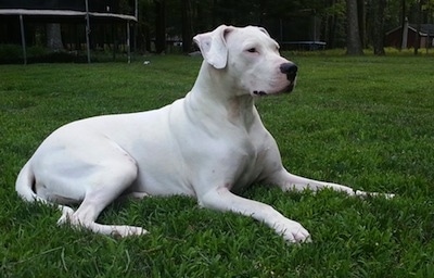 dogo argentino 4 months old