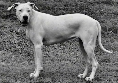 Black and white photo of Saley the Dogo Argentino is standing in a field. It looks like she is smiling