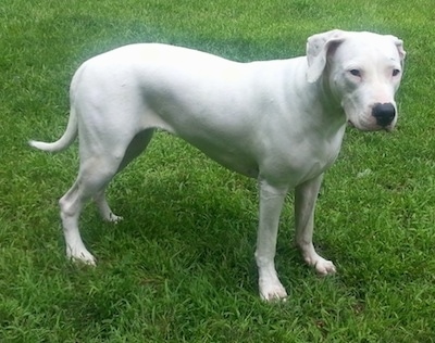 Saley the pure white Dogo Argentino is standing in a field and looking right