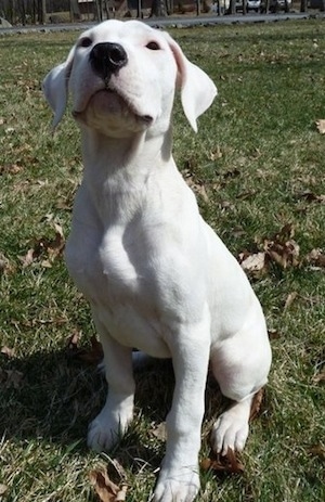 Saley the Dogo Argentino as a puppy is sitting in a field with his head held high
