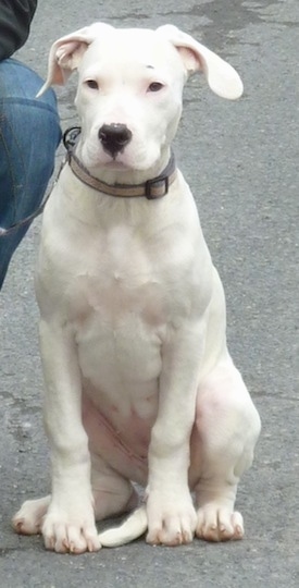 Saley the white Dogo Argentino as a puppy is sitting in a street next to a person