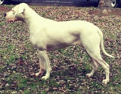 Saley the Dogo Argentino is standing in a yard, the yard is covered in leaves.