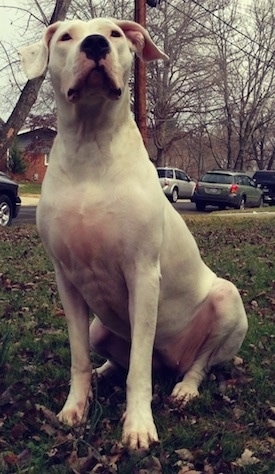 Close Up - Saley the Dogo Argentino at 2 years old is sitting in a yard littered with leaves and there are cars parked along the road behind her