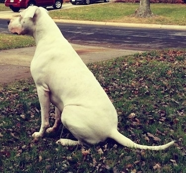 Saley the Dogo Argentino is sitting in a yard littered with leaves next to a driveway and looking into the street.