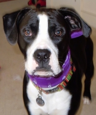 Close Up - Briggs the black and white Bull Boxer Terrier wearing a striped collar and also a purple bandana. Briggs is also standing on a carpet