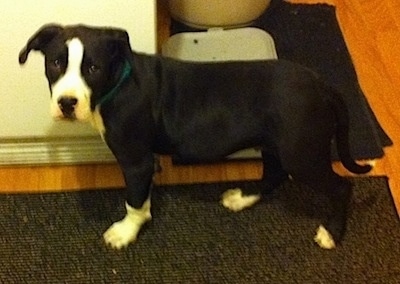 Briggs the black and white Bull Boxer Terrier puppy is standing on a rug in front of his food bowl and water dish