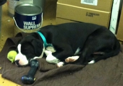 Briggs the black and white Bull Boxer Terrier Puppy is sleeping on a blanket and there is a tennis ball and a bone toy next to his head. There is a bucket of Wall Supreme paint behind it