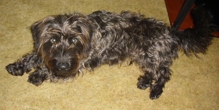 Scruffy the Doxie Scot is laying on a carpet next to a bookshelf