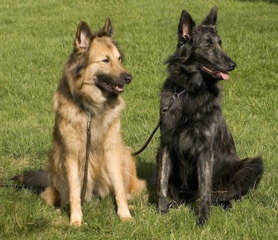 dutch shepherd german shepherd