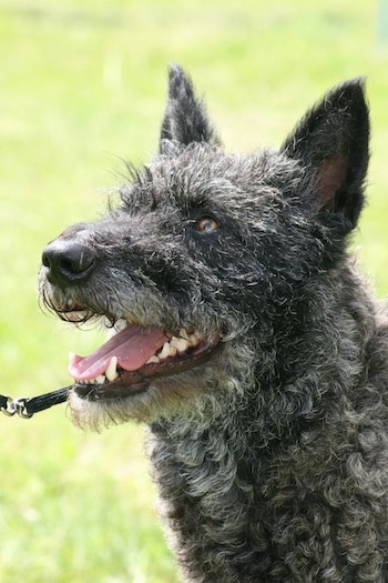 Sjaantje v.d. Passchin the black and gray wire-haired Dutch Shepherd is looking to the left with its mouth open and it looks like it is smiling