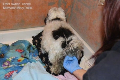 A dog standing on a blanket looking at a wall with a finger in it