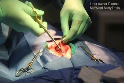 Uterine horn being cut