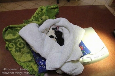 Two Puppies laying in a towel